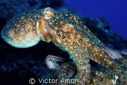 Octopus by Victor Amor 